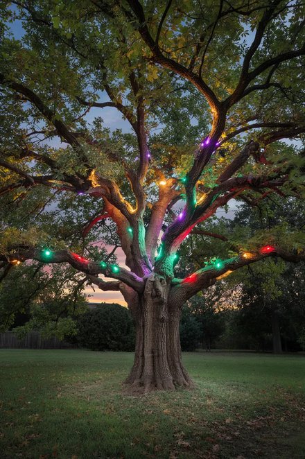 Evergreen landscape trees lit with color changing smart LED lights, purple teal tones, outdoor snow.