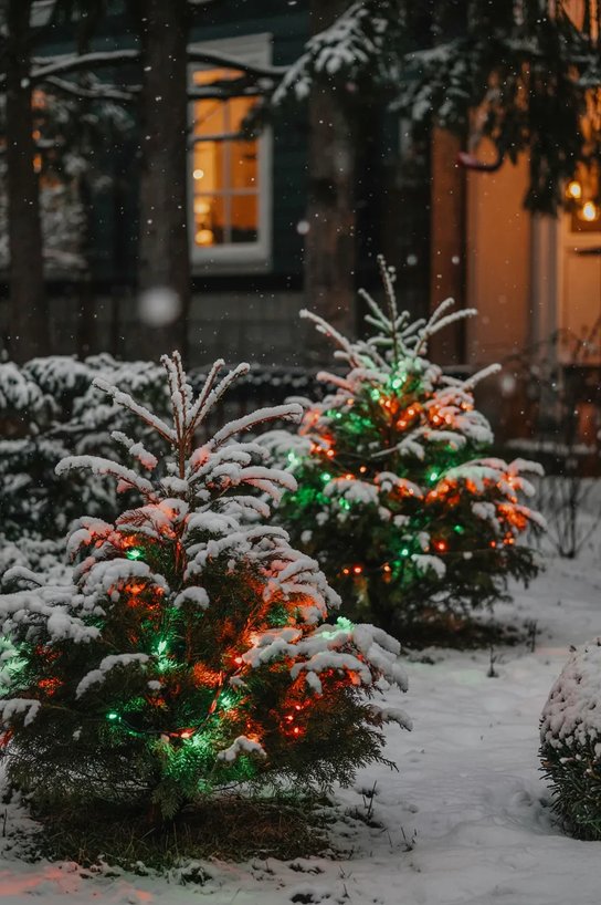 Foundation boxwood shrubs covered with warm white net lights, dark mulch, brick home facade.
