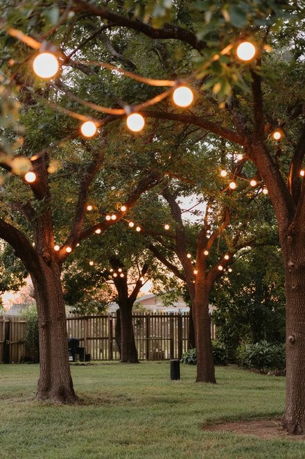 Tall deciduous tree branches hung with glowing fairy light grapevine spheres, dark night sky.