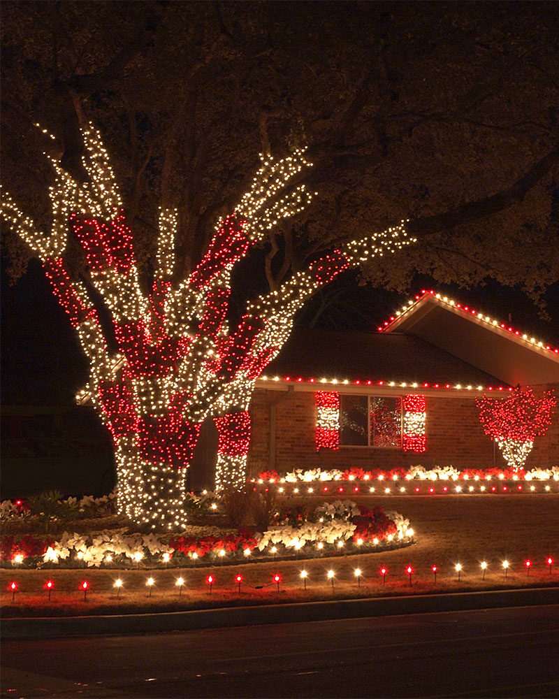 Mature deciduous yard tree wrapped tightly in thousands of warm white LED mini lights.